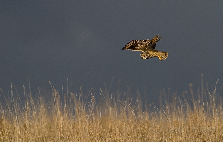 Short-eared owl - V.jpg - Short-eared owl hunting - Gloucestershire